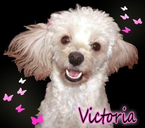 Esta foto fue editada en Photoshop Cs5 de mi mascota puddle con terrier llamada Victoria.